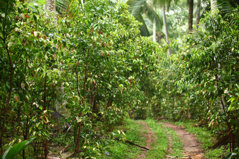 Ceylon Cinnamon